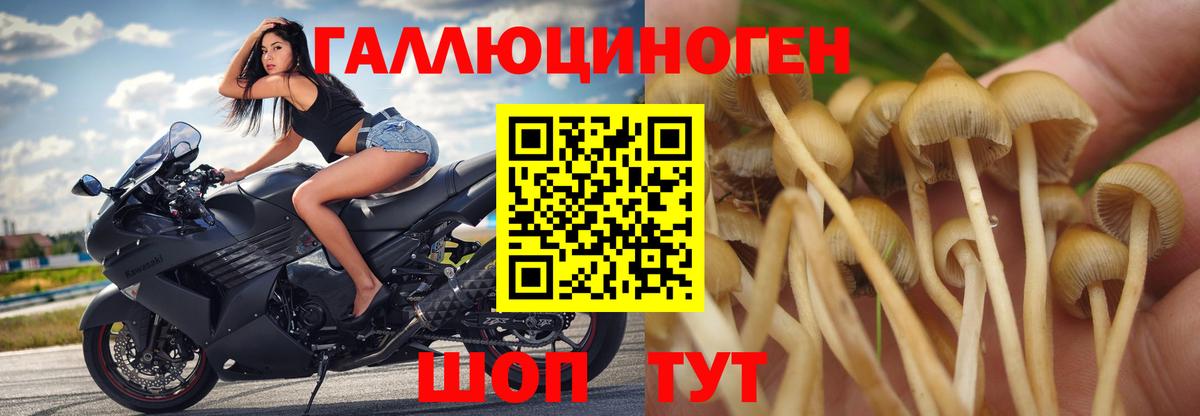 Псилоцибиновые грибы GOLDEN TEACHER  Псилоцибиновые грибы прущие грибы  Вход с VPN  Острогожск 